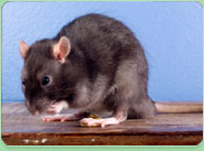 rat control Wombourne