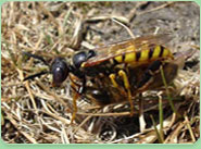 wasp control Wombourne
