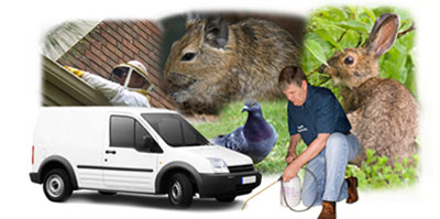 Wombourne local van
